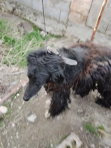 Отдам даром собаку: Тайган крупной породы, длинношёрстная. Окрас преимущественно чёрный с — 5