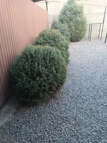 мойка высокого давления бу купить: Живой ёлки сатылат lalafo.kg да мойка высокого давления бу купить: Живой ёлки сатылат