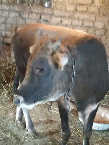 Inəklər, öküzlər: Dişi, il: 1, Südlük — 1