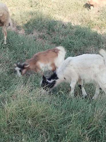 keci heyvan: Bu Qiymətə keci yoxdur 1 ana 2 bala 500 manata ana 1 ci qarin dogub — 2