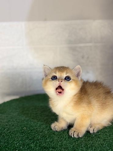 Pişiklər: Britan — 2