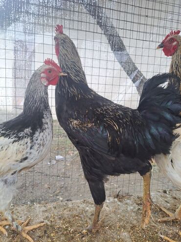 Toyuqlar: Son qiymey 16 m 1.6 temiz cekisi var Xüsusiyyətlər: - Bir neçə sağlam — 6