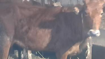 yuxuda qaz gormek: Üç baş cins damazlıq düyə satılır — 7