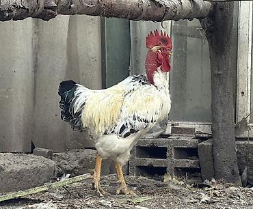 кохинхин курица: Срочно продаю петушка, породы Голошейка, возраст 1,5 года, крупный — 2