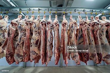 собака хаска: Частное лицо, Колбасный цех : Коровы, быки, Лошади, кони, | Круглосуточно, Любое состояние, Забитый — 3