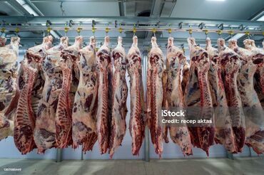 усыпление животных бишкек: Куплю | Коровы, быки, Лошади, кони, Другие с/х животные | Бесплатная доставка, Круглосуточно, Самовывоз