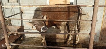 животные корова: Продаю | Музоо, торпок | Алатауская