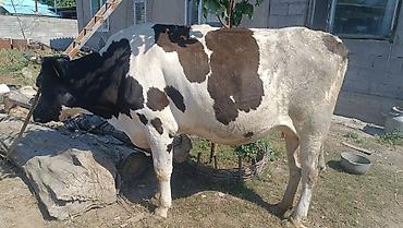 dojki 228: Продаю | Корова (самка) — 1
