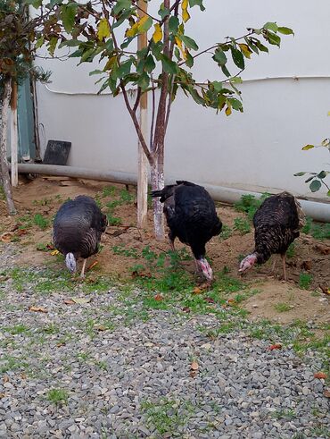 Cücələr: Hinduşka cücələri, Damazlıq — 30