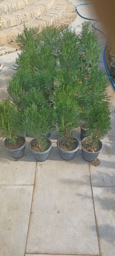 Ağaclar: Dekorativ çöl bitkilərinin satışı və Sifarişlə yetişdirilməsi.Satış -da lalafo.az — 2 Ağaclar: Dekorativ çöl bitkilərinin satışı və Sifarişlə yetişdirilməsi.Satış — 2