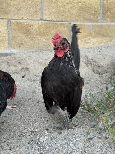 собака хмонг купить: Продам петухов бетнамки