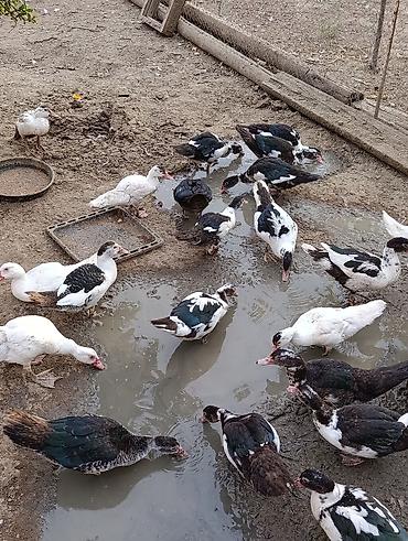 Сельхозптицы: Əlaqə üçün vatsapa yazın. mirvari ördəklər və yerli zümrüdülər — 2