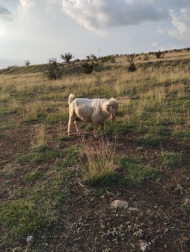 saanen keçisi: Erkək, il: 2, 70 kq, Damazlıq, Ünvandan götürmə