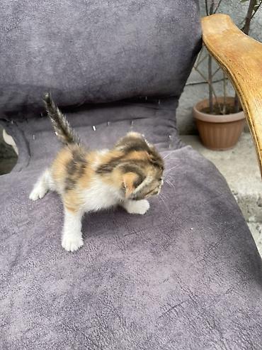 Продажа кошек: Котята - Описание: Милые домашние котята, короткошёрстные. На фото — — 6