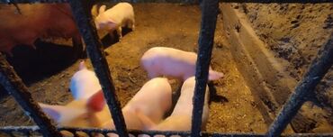 дом для котов: Сатам | Торопой | Чоң ак | Көбөйтүү үчүн | Ургаачы