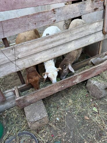 сколько стоит кане корсо: 3 eded erkey quzu satilir. Kokluyleri normaldi keskiye geder. Real