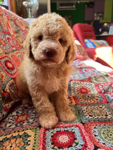 Psi: Nasa odgajivacnica lagotto romagnolo pasa A GANG OF LAGOTTA FCI 7244 — 11