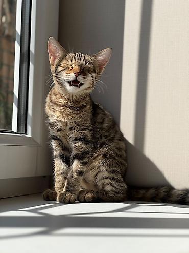 взять котика в добрые руки: Кошка даром: Беспородная, 5 месяцев, Девочка, Приучена к лотку — 1