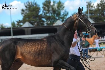 Лошади, кони: Продаю | Жеребец | Для разведения, Конный спорт | Племенные, Осеменитель — 6