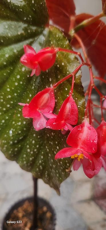 beqoniya: Angel Wing Begonia (Begonia coccinea qrupundan) – dekorativ qapı və — 3