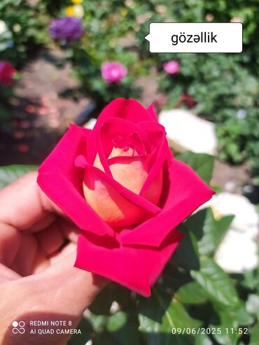 Şitillər: Salam Güllər Rusiyada gelib xarici gülldü nömrədə whatsapp var — 69