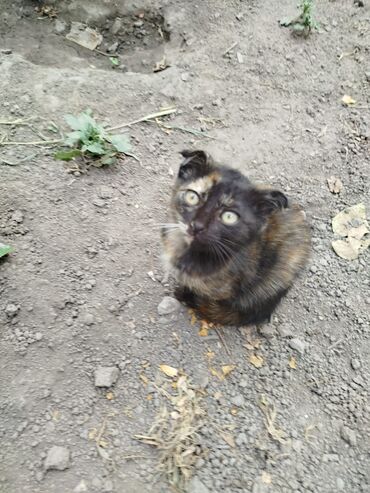 дом для кош: Отдам котят в добрые ручки