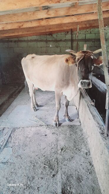 продаю музоо торпок корова самка бык самец айрширская ангус алатауская на забой для разведения на откорм племенные нетель привязанные: Продаю | Корова (самка) | Отела не было