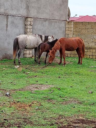 lalafo atlar: Atlar – 3 baş - 1 baş boz rəngli at - 1 baş kəhər (qızılı-qonur) — 1