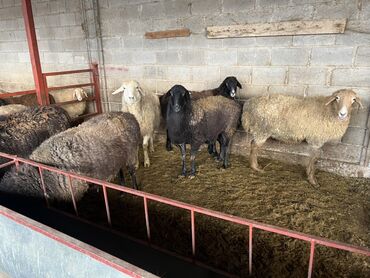 Бараны, овцы: Продаю | Овца (самка) | На забой | Матка, Ярка — 6