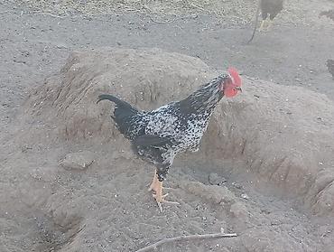 тап аз птицы: Məhsul: Yerli qarışıq cins toyuq və xoruzlar4 aylikdirlar Təsvir: - — 1