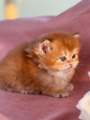 Кошки: Британская — 8