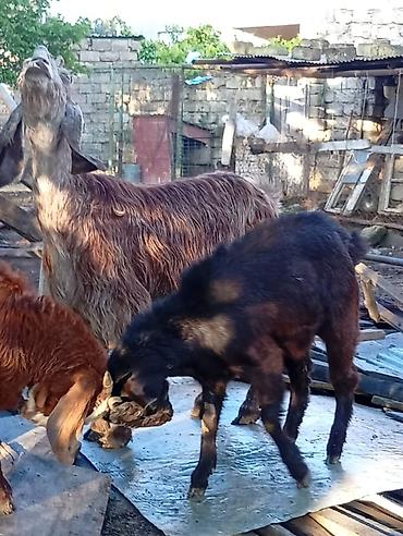 heleb keçileri: 3 ayın kecib erkekdi ana saf qan helebdi atası muruciana — 4