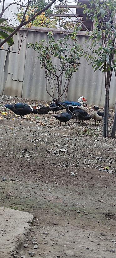 yasilbas ordək: Erkək, Damazlıq — 1