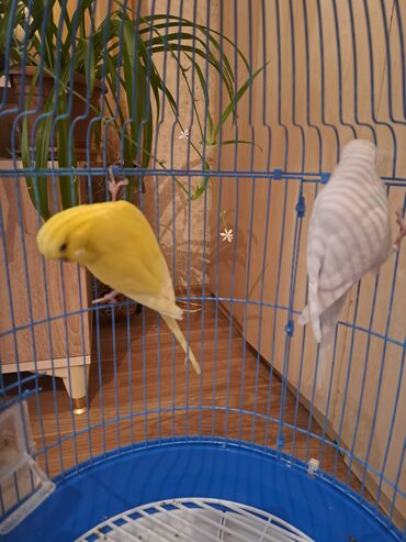 Tutuquşları: 1cut.erkek dişi.1yaş yoxdu.çex tutuquşu.saqlam.teze qefes.yuva teze — 6