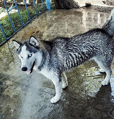 Продажа собак: Хаски, 1 месяц, Самка — 9