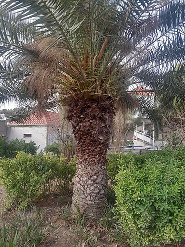 Ağaclar: Məhsul: Dekorativ palma ağacları (Trachycarpus/Vindozaya bənzər yelpik — 12