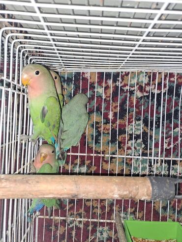 Tutuquşları: Hazir cut bala vermis quslardi qefessiz sekilde balalarida var ama — 8