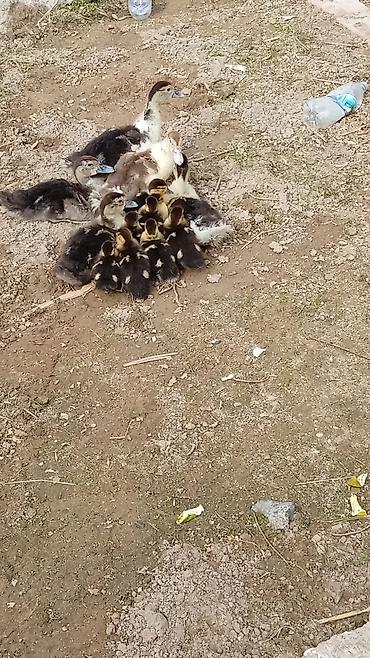 cins buzov: 13 ədəd lal ördək balası böyüklü balacali hamısı bir yerdə.real — 2