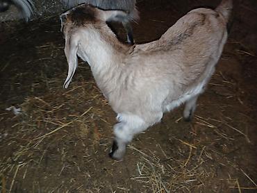 Keçilər, çəpişlər: Məhsul: Balalı keçi Təsvir: - Balalar mart ayının 17-si doğulub.1 -da lalafo.az — 4 Keçilər, çəpişlər: Məhsul: Balalı keçi Təsvir: - Balalar mart ayının 17-si doğulub.1 — 4