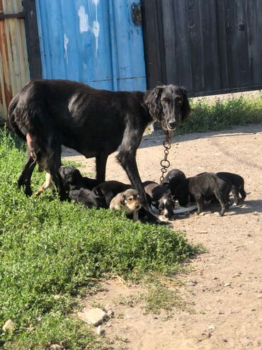 щенок алабая 2 месяца: Тайган, 1 месяц, Самка