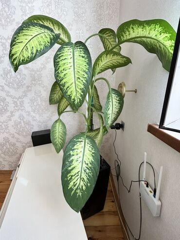 bitki toxumlari: Dieffenbachia (Difenbaxiya) dekorativ otaq bitkisi - Növbənöv yaşıl