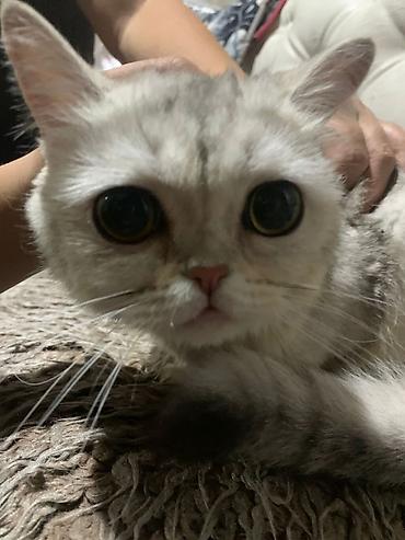 Продажа кошек: Шотландская кошка, серебристый окрас шиншилла (silver shaded). Крупные — 1