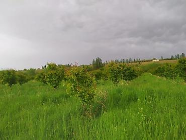 Продажа сельхоз предприятий: Питомник растений, 300 соток, Действующий, Без оборудования, Холодная вода — 7