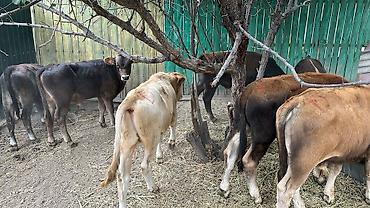 рыбка аквариум: Продаю | Бык (самец) | Швицкая — 3