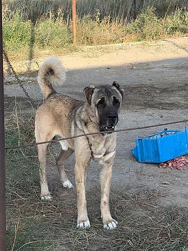 i̇t zvanok: Kanqal, 2 il, Erkək, Peyvəndli, Rayonlara çatdırılma — 1
