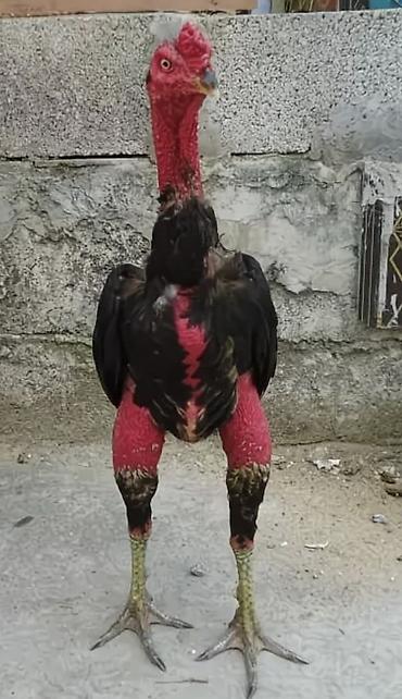 Куры, петухи: Продаю | Петух | Бойцовая | Для разведения — 1