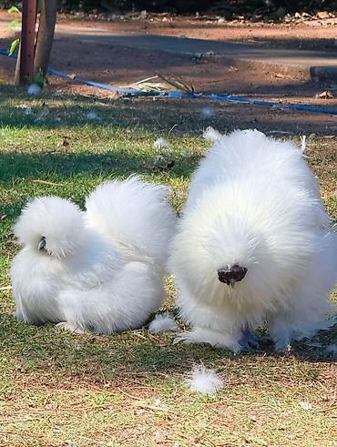 kənd təsərrufatı heyvanları: Toyuq, Damazlıq — 1