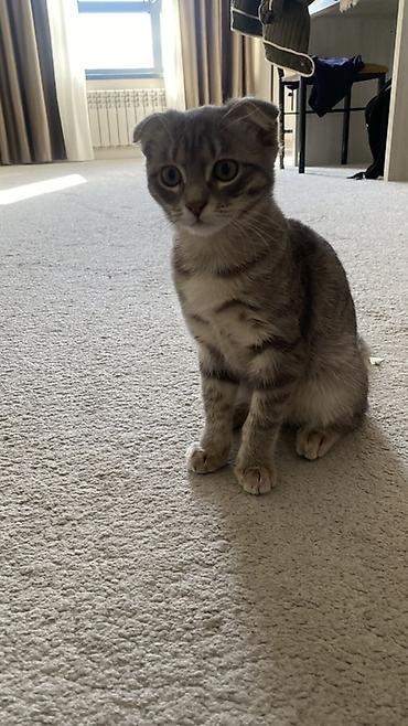 Шотландский вислоухий котенок (Scottish Fold), окрас серебристый