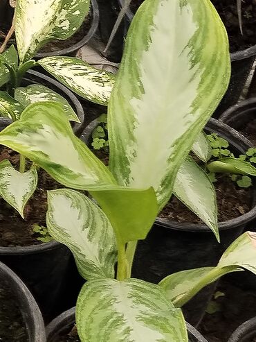 Otaq bitkiləri: Otaq bitkiləri – Fikus elastika kolleksiyası və digər dekorativ növlər — 32