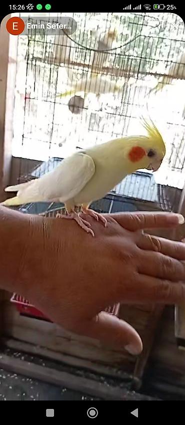 cex quslar: Məhsul: Nimfa (Cockatiel) tutuquşuları və qəfəs dəsti Təsvir: - — 1